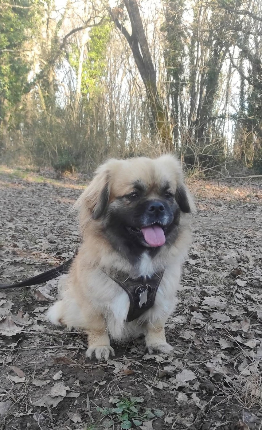 CH. Utah U'Get my Heart (Sans Affixe)