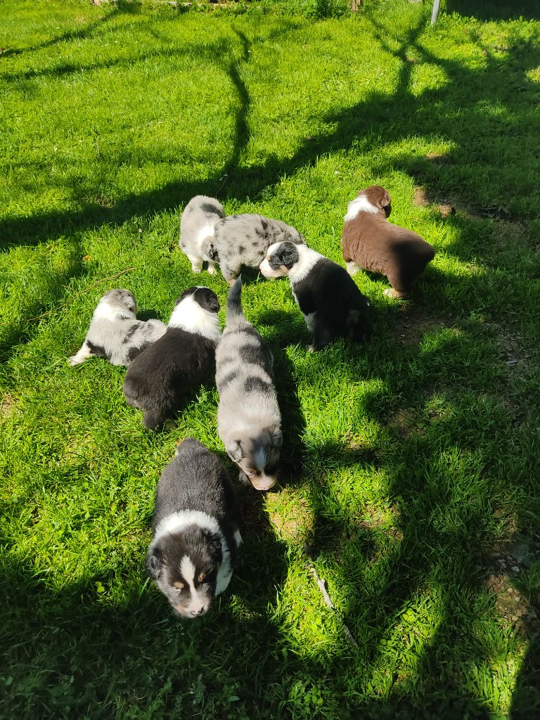 Chiot Berger Australien Du Vallon Aussietan