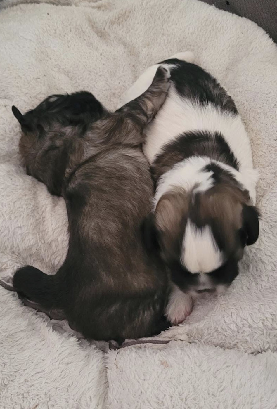 Chiot Epagneul tibetain Du Vallon Aussietan