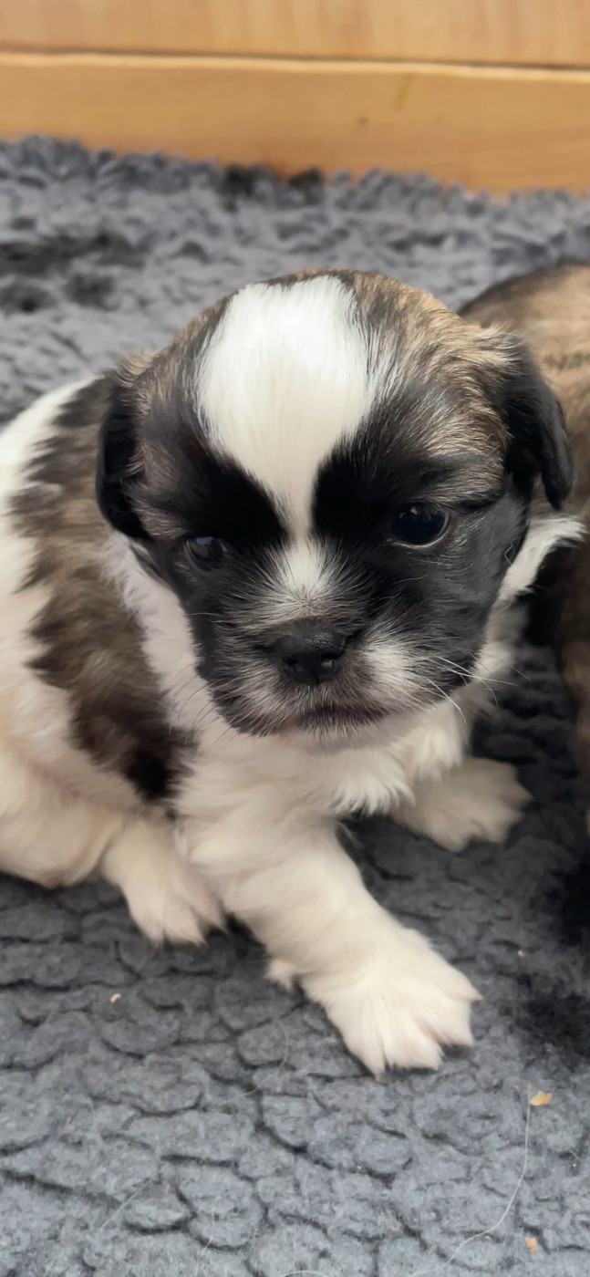 Du Vallon Aussietan - Chiots disponibles - Epagneul tibetain