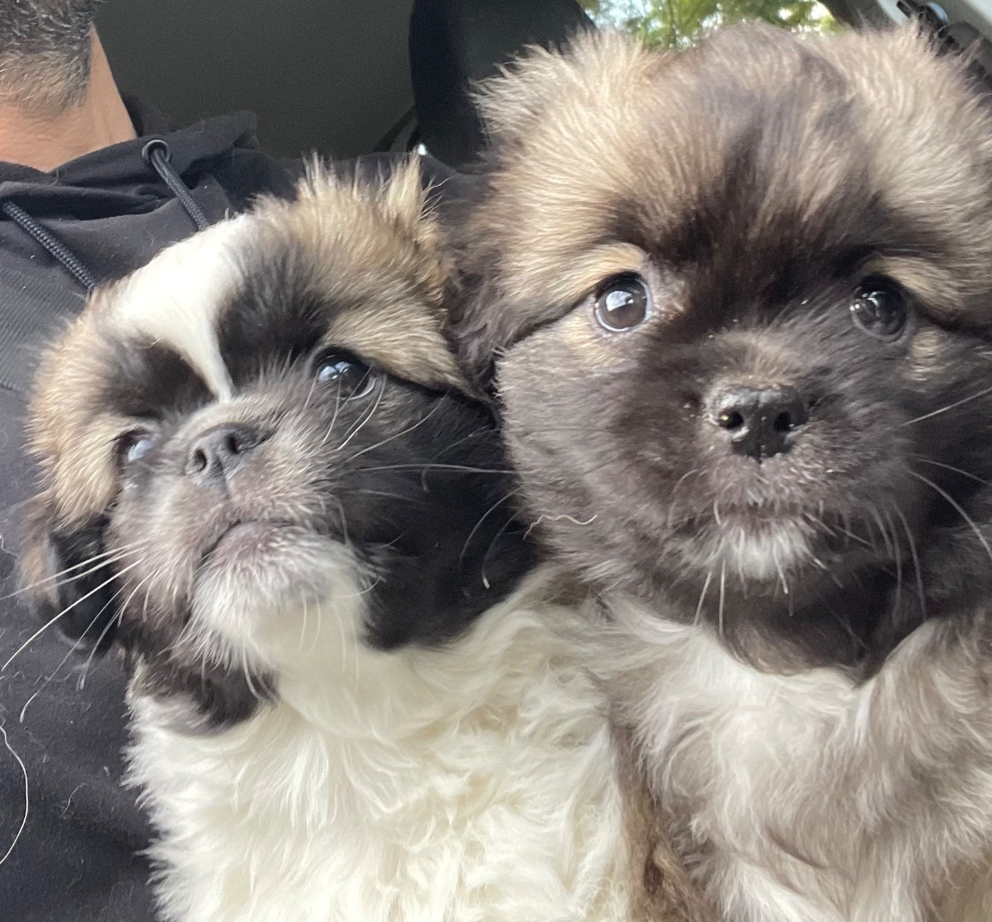 Chiot Epagneul tibetain Du Vallon Aussietan