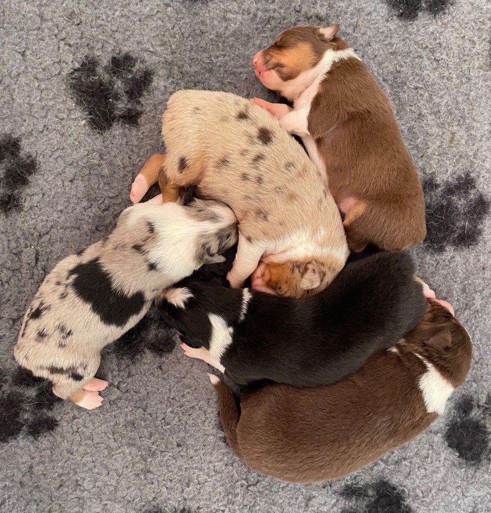Chiot Berger Australien Du Vallon Aussietan
