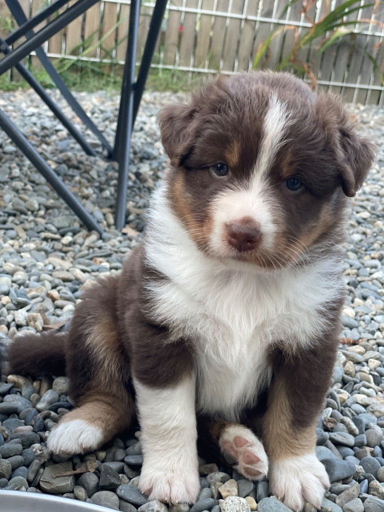 Du Vallon Aussietan - Chiots disponibles - Berger Australien